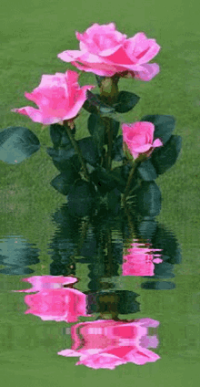 τριανταφυλλα Flowers GIF - τριανταφυλλα Flowers Pink Rose GIFs