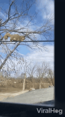 squirrel walking on wire viralhog squirrel passing squirrel walking squirrel squirrel walking on wire viralhog squirrel passing squirrel walking squirrel