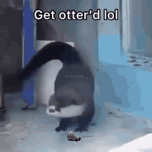 Otter Get GIF - Otter Get Haha GIFs