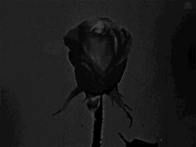 Black Rose GIF - Black Rose Bloom GIFs