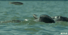 Dolphinss Hungry GIF - Dolphinss Hungry Starving GIFs