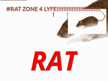 Rat Rats GIF - Rat Rats Rat Zone GIFs