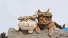 Cats Flower Crown GIF - Cats Cat Flower Crown GIFs