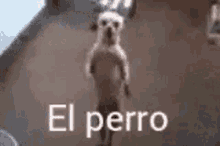 El Perro GIF - El Perro GIFs