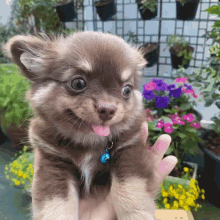Palo Chihuahua GIF - Palo Chihuahua Dog GIFs