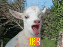 habibi goat