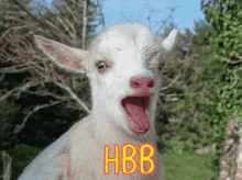 habibi goat habibi goat