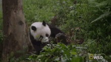 Tumble GIF - Nat Geo Nat Geo Wild Panda Babies GIFs