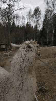 Llama Spit GIF - Llama Spit Animal GIFs