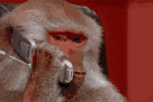 monkey
