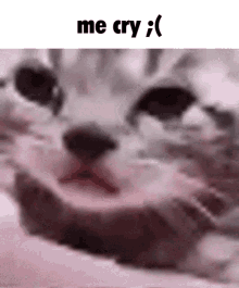 Crying Cat GIF - Crying Cat Me GIFs