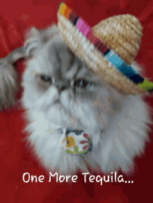 Tequila Cat GIF - Tequila Cat One More Tequila GIFs