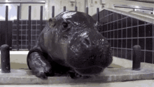 Baby Hippo GIF - Baby Hippo GIFs