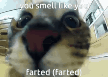 You Smell Like You Farted Farded GIF - You Smell Like You Farted Farded Farted GIFs