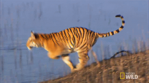 tiger-jumping-in-the-water-cubs-will-be-cubs.gif