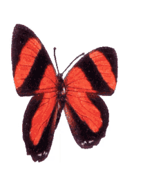 butterfly red butterfly transparent background 3d gifs artist 3d butterfly