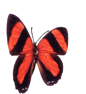 Featured image of post The Best 27 Butterfly Gif Transparent Background