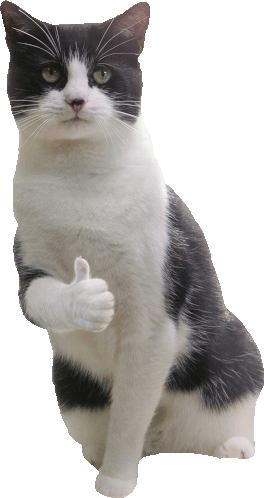 Cat Thumbs Up Sticker Cat Thumbs Up Nice Discover Share Gifs