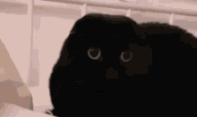 Black Cat Scottish Fold GIF - Black Cat Black Scottish Fold GIFs