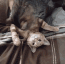 Cats Cats Of The Internet GIF - Cats Cat Cats Of The Internet GIFs