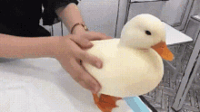 Duck Petting GIF - Duck Petting Quack GIFs
