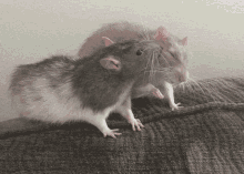 Cute Rats Grooming Kissing Kiss Bonding Friends GIF - Cute Rats Grooming Kissing Kiss Bonding Friends GIFs