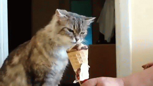 The perfect Cute Cat Icecream Animated GIF for your conversation. 