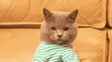 Typing Alarm GIF - Typing Alarm Cat GIFs