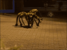 Spider Dog Prank GIF - Pranks GIFs
