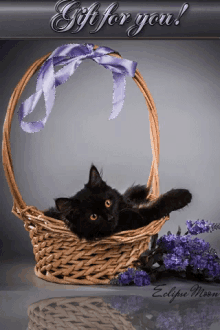 Cat Basket GIF - Cat Basket Violate GIFs