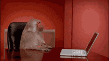 Monkey Computer GIF - Monkey Computer Angry GIFs