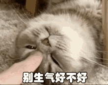 别生气 GIF - Dont Be Mad Dont Get Angry Cat GIFs
