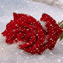 para mi mam%C3%A1 rose