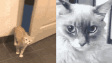 Cats Hide GIF - Cats Hide Shocked GIFs