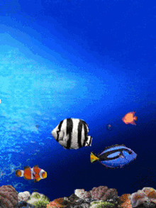 Fish Fish Animition GIF - Fish Fish Animition Jio Phone GIFs