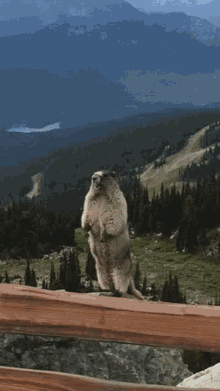 gopher cute looking animal gopher cute looking animal