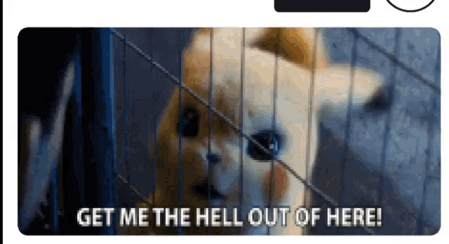 Pikachu Get Me Out Of Here Gif Pikachu Get Me Out Of Here I Wanna Go Out Discover Share Gifs