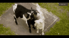 Goats Escape GIF - Goats Escape France GIFs