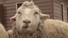 笑う　羊 GIF - Sheep GIFs
