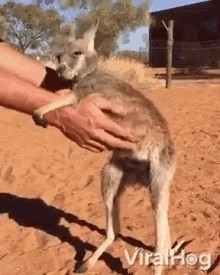 hug me nurture care cuddle kangaroo