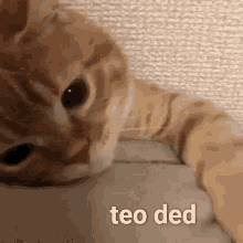 Cat Ded GIF - Cat Ded Teo GIFs