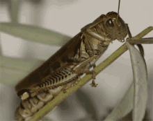Cleaning Grasshopper - Grasshopper GIF - Grasshopper Cleaning Grasshopper Clean GIFs