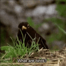 What Are Birds Birds GIF - What Are Birds Birds Clueless GIFs