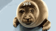 Yes Seal GIF - Yes Seal Cry GIFs