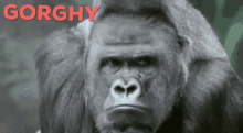 Gorilla Gorghy GIF - Gorilla Gorghy Mad GIFs
