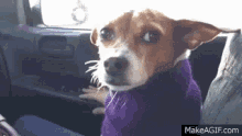 Sweater Weather Cold GIF - Sweater Weather Cold Dogs GIFs