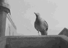Lighthouse Bird GIF - Lighthouse Bird Stare GIFs