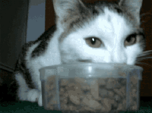 Cat Eating GIF - Cat Eating Cat Food GIFs