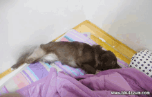 dog tail wag wagging