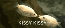kissy kiss fish funny kissy kiss fish funny
